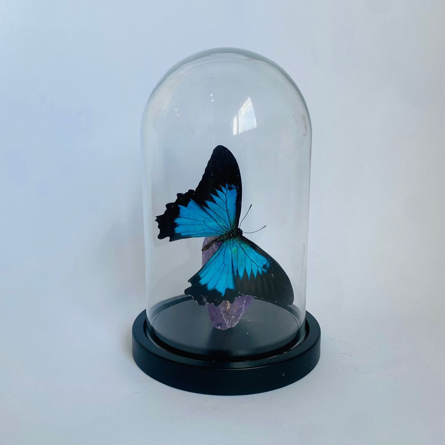 The Blue Emperor (Papilio Ulysses)