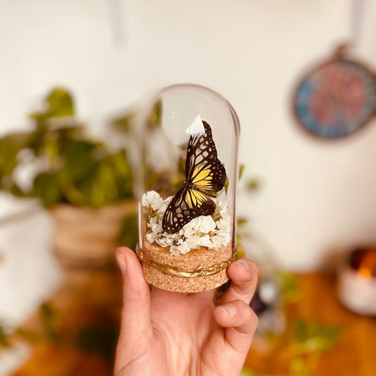 Mini butterfly realm