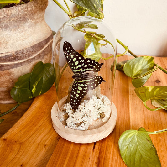 Tailed Jay butterfly/Medium sized realm