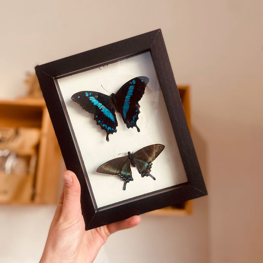 Papilio Maacki + Papilio nireus
