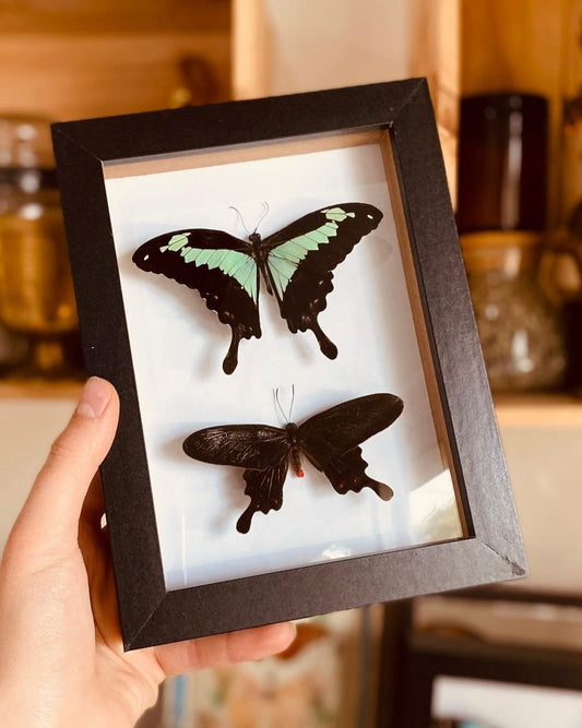 Papilio Phorcas + Papilio Lowi